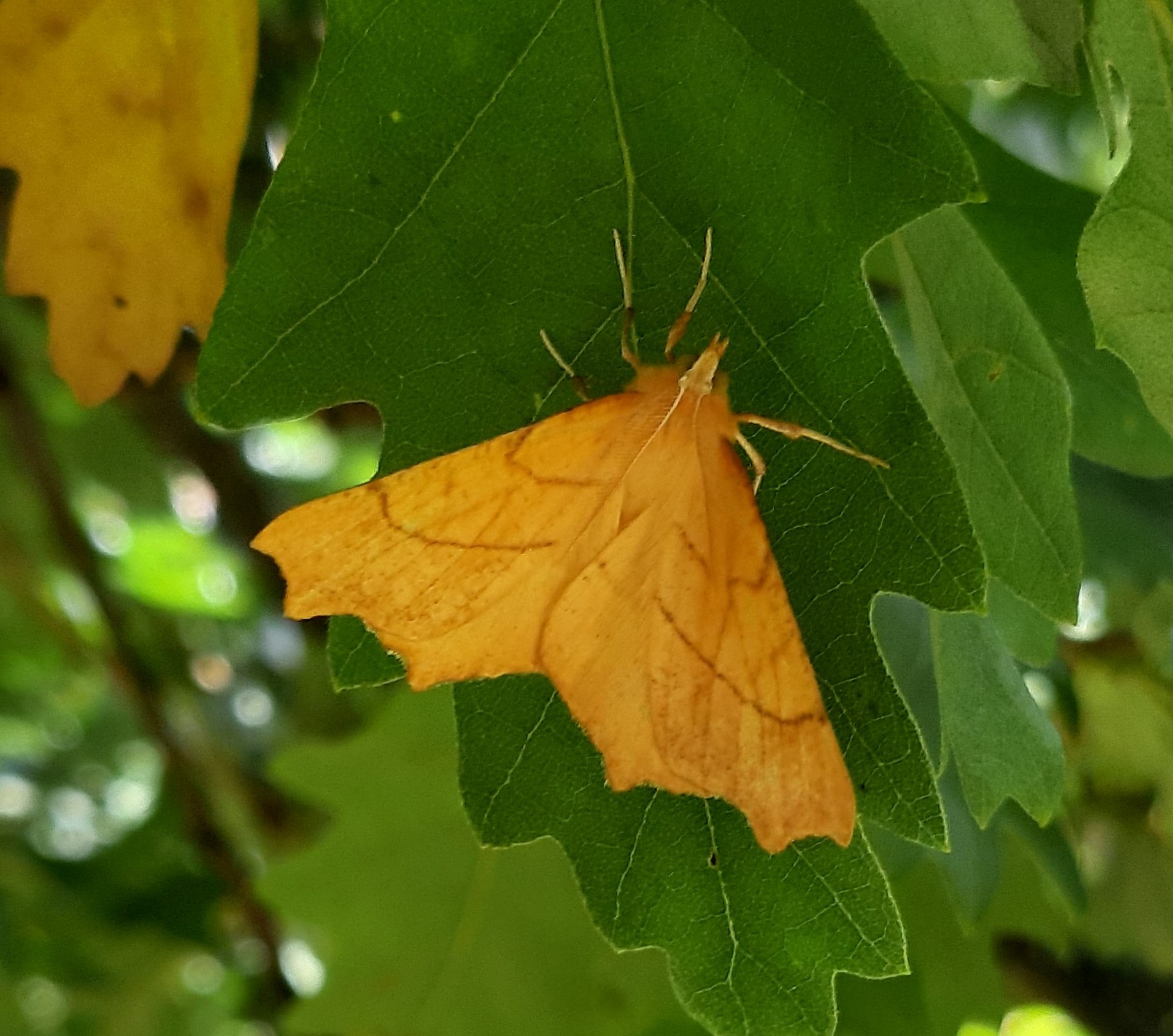 Photo of August Thorn (Ennomos quercinaria)